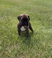 Duke, a male Boxer for sale in Whitelaw, WI – 1 of 10