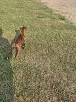 Mia, a female Boxer for sale in Whitelaw, WI – 9 of 9