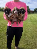 Millie, a female Boxer for sale in Whitelaw, WI – 3 of 3