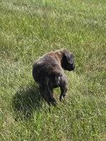 Axel, a male Boxer for sale in Whitelaw, WI – 3 of 7