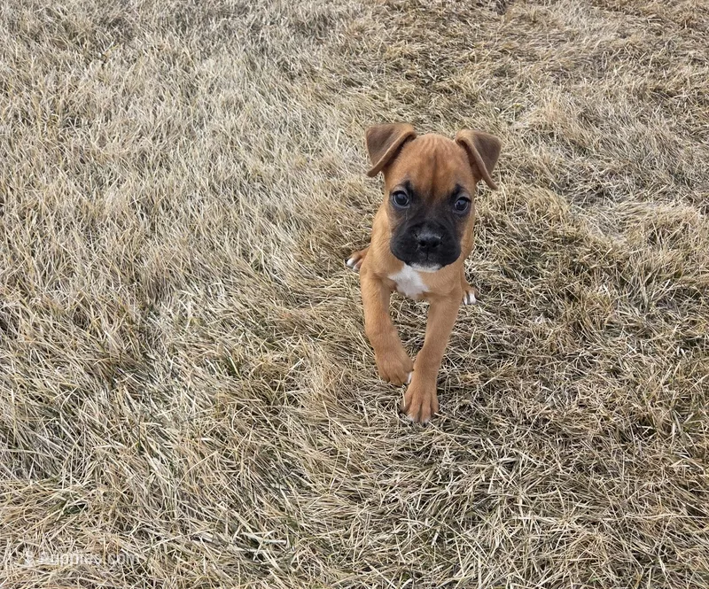 Akc female, a female Boxer for sale in Whitelaw, WI – Photo 1 of 2