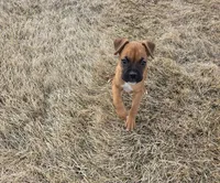 Akc female, a female Boxer for sale in Whitelaw, WI – Photo 1 of 2