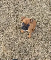 Akc female, a female Boxer for sale in Whitelaw, WI – Photo 2 of 2