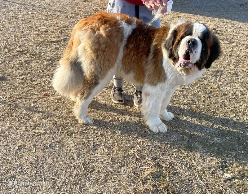 Purebred Adult – Saint Bernard puppy for sale in Whitelaw, WI