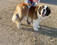 Purebred Adult, a male Saint Bernard for sale in Whitelaw, WI – 1 of 2