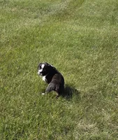 Hailee, a female Boxer for sale in Whitelaw, WI – 3 of 10
