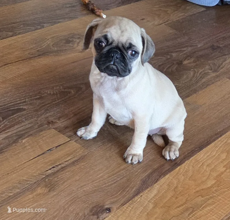 Tia – Pug puppy for sale in Whitelaw, WI