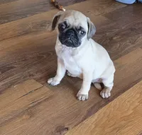 Tia, a female Pug for sale in Whitelaw, WI – 1 of 5