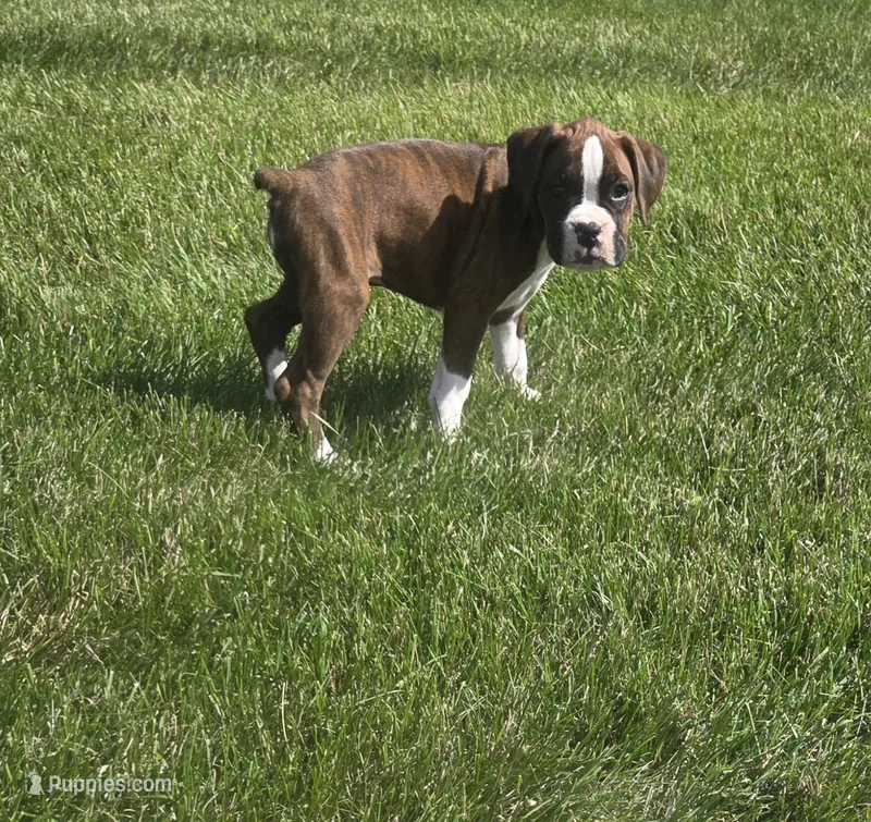 Sasha – Boxer puppy for sale in Whitelaw, WI
