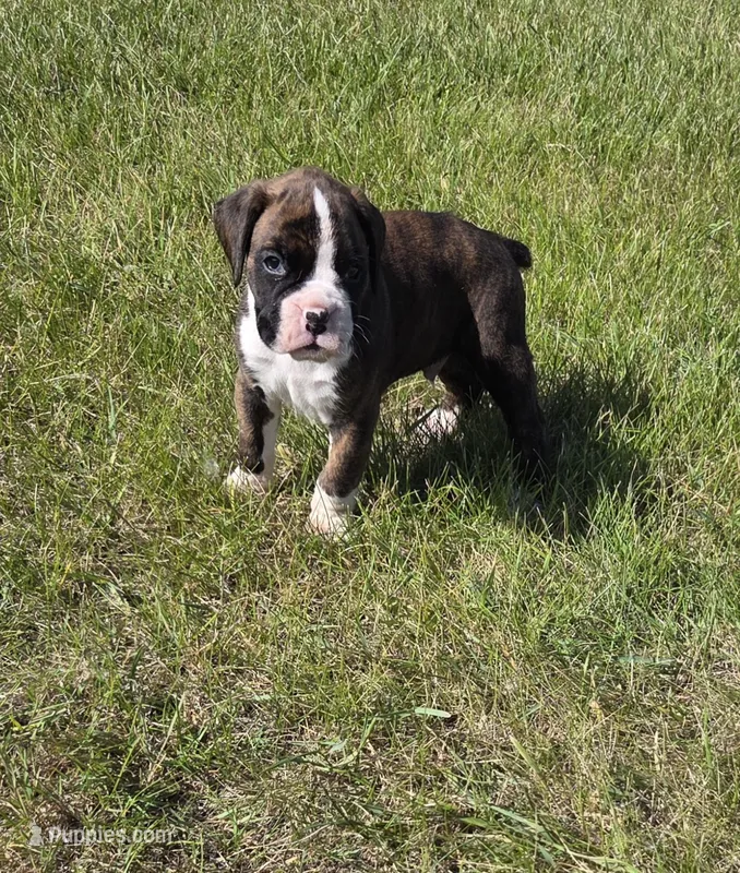 Hobbs – Boxer puppy for sale in Whitelaw, WI