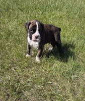 Hobbs, a male Boxer for sale in Whitelaw, WI – 1 of 8