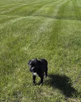 Taazer, a male Boxer for sale in Whitelaw, WI – 4 of 6