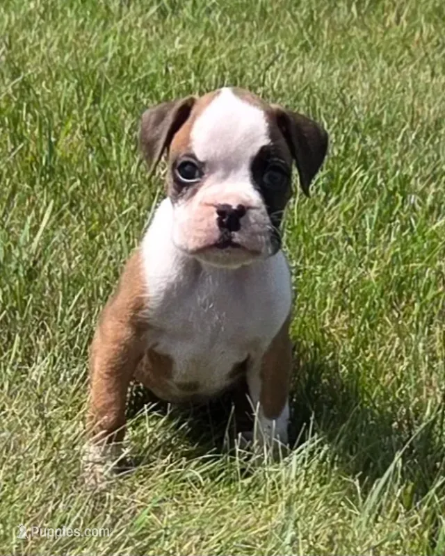 Ace – Boxer puppy for sale in Whitelaw, WI
