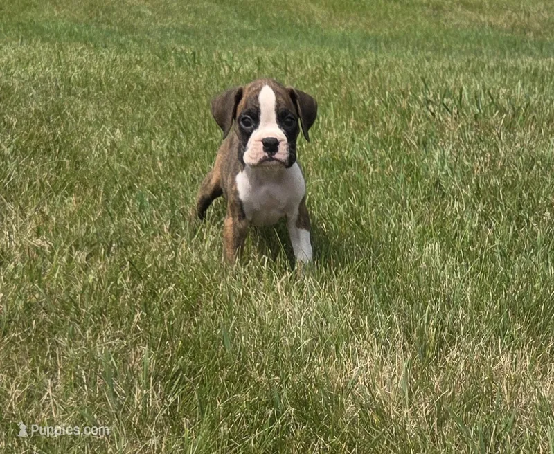 Arlo – Boxer puppy for sale in Whitelaw, WI