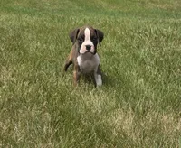 Arlo, a male Boxer for sale in Whitelaw, WI – 2 of 10