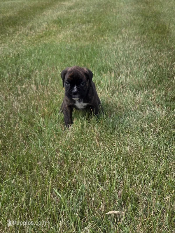 Drew – Boxer puppy for sale in Whitelaw, WI