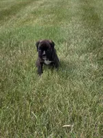 Drew, a male Boxer for sale in Whitelaw, WI – 1 of 4
