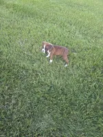 Maliah, a female Boxer for sale in Whitelaw, WI – 9 of 10