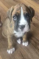 Suzie, a female Boxer for sale in Whitelaw, WI – 5 of 9