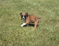 Archur, a male Boxer for sale in Whitelaw, WI – 3 of 5