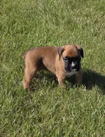 Hessa, a female Boxer for sale in Whitelaw, WI – 7 of 10