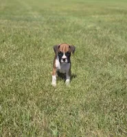 Archur, a male Boxer for sale in Whitelaw, WI – 2 of 5