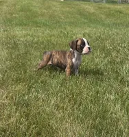 Arlo, a male Boxer for sale in Whitelaw, WI – 4 of 10