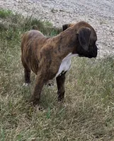 Attie, a female Boxer for sale in Whitelaw, WI – 3 of 7