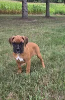Ava, a female Boxer for sale in Whitelaw, WI – 2 of 5