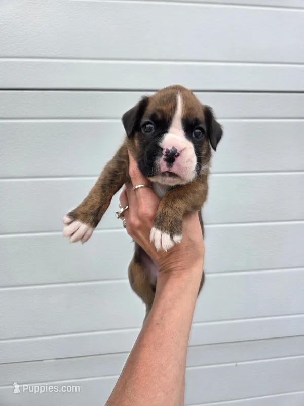 Suzie – Boxer puppy for sale in Whitelaw, WI
