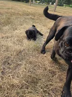 Max, a male Pug for sale in Whitelaw, WI – 5 of 5