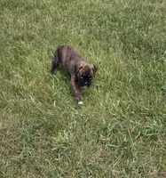 Duke, a male Boxer for sale in Whitelaw, WI – 7 of 10