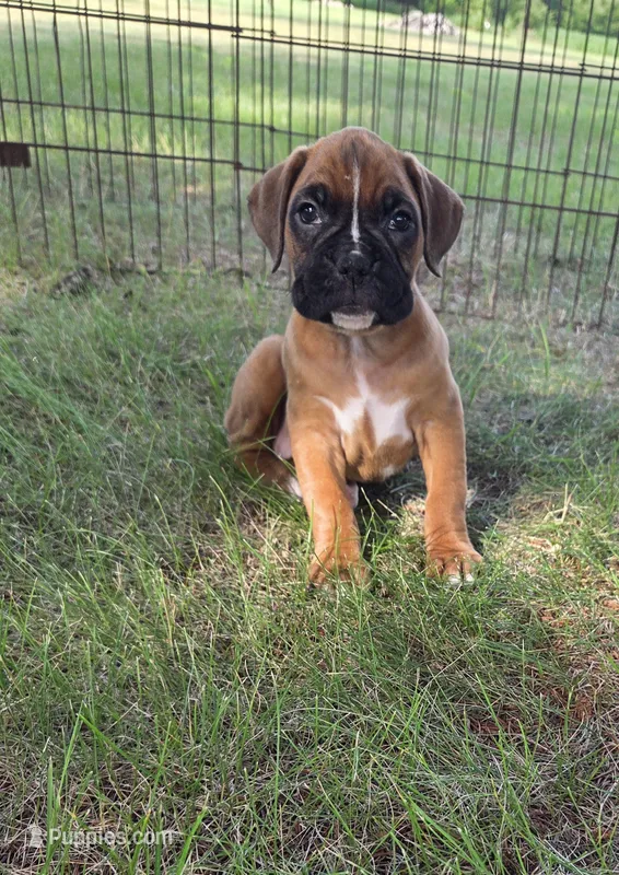 Daisee – Boxer puppy for sale in Whitelaw, WI