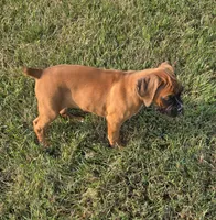Ava, a female Boxer for sale in Whitelaw, WI – 2 of 8