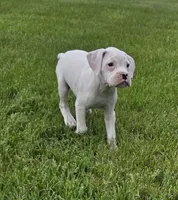 Frosti, a female Boxer for sale in Whitelaw, WI – 5 of 9