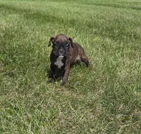 Runt  , a male Boxer for sale in Whitelaw, WI – 3 of 6