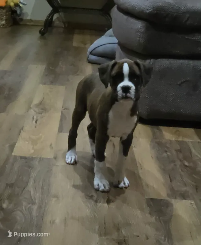 Maliah – Boxer puppy for sale in Whitelaw, WI