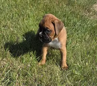 Hala, a female Boxer for sale in Whitelaw, WI – 4 of 9