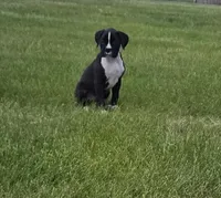 Max, a male Boxer for sale in Whitelaw, WI – 2 of 10