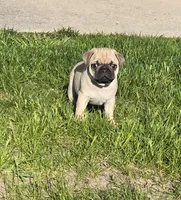 Annie, a female Pug for sale in Whitelaw, WI – 2 of 2