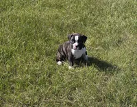 Hailee, a female Boxer for sale in Whitelaw, WI – 9 of 10