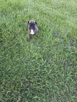 Pebbles, a female Boxer for sale in Whitelaw, WI – 7 of 7