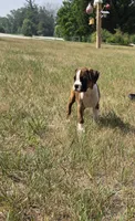 Ace, a male Boxer for sale in Whitelaw, WI – 3 of 5