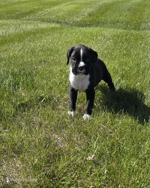 Max – Boxer puppy for sale in Whitelaw, WI