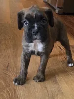 Baxter, a male Boxer for sale in Whitelaw, WI – 4 of 4