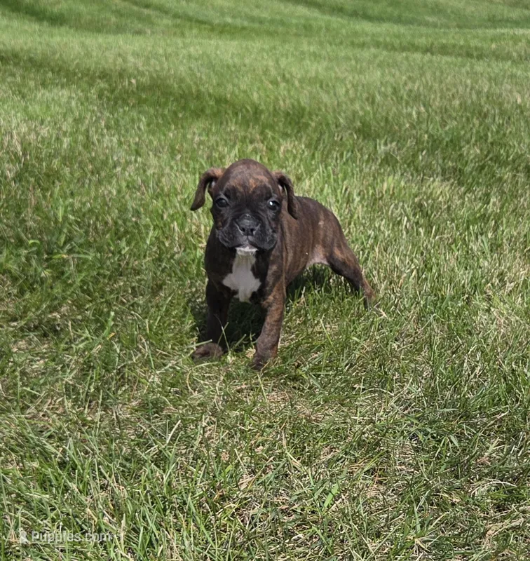 Runt   – Boxer puppy for sale in Whitelaw, WI
