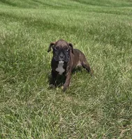 Runt  , a male Boxer for sale in Whitelaw, WI – 1 of 6
