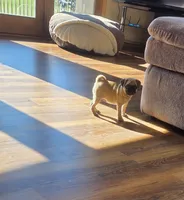 Tily, a female Pug for sale in Whitelaw, WI – 2 of 3