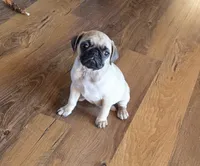 Tia, a female Pug for sale in Whitelaw, WI – 3 of 5