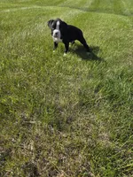 Oscar, a male Boxer for sale in Whitelaw, WI – 4 of 4